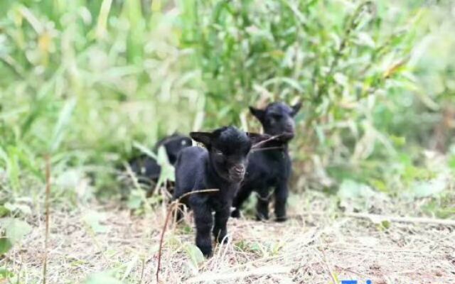 Zizai Pingjiang Wild Luxury Resort