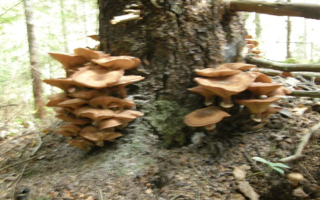 L'Evasion gite et Refuges