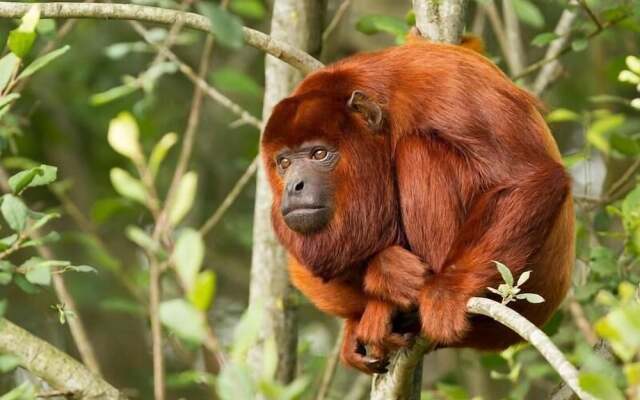 Tambopata Lodge