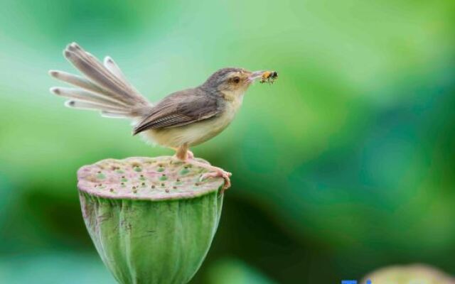 Pu zhe hei he mu Xiao Zhu min su