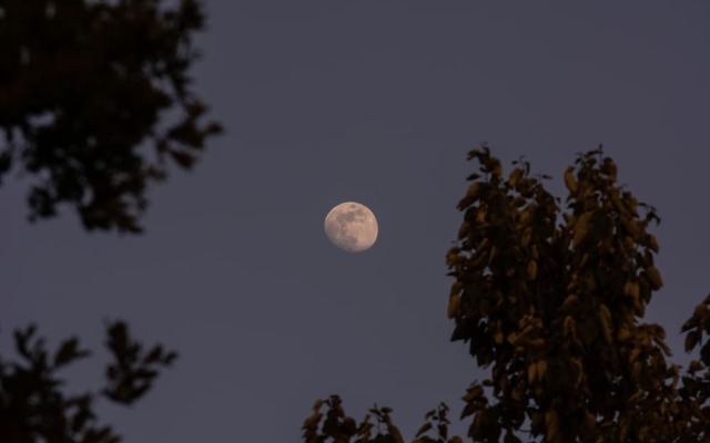 The Goat Village Escape