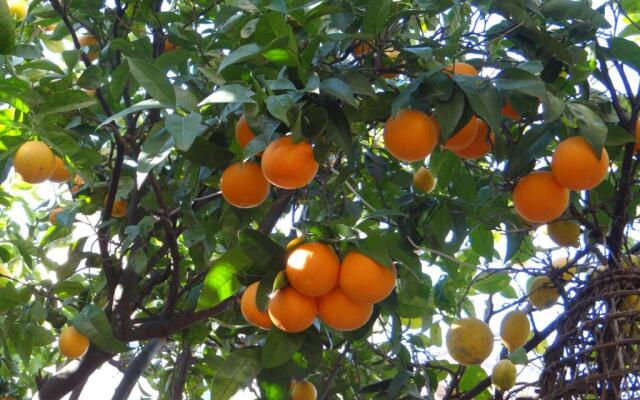 Vecchio Saracino - Carola 1801