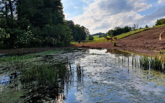 Haflingerhof Galster