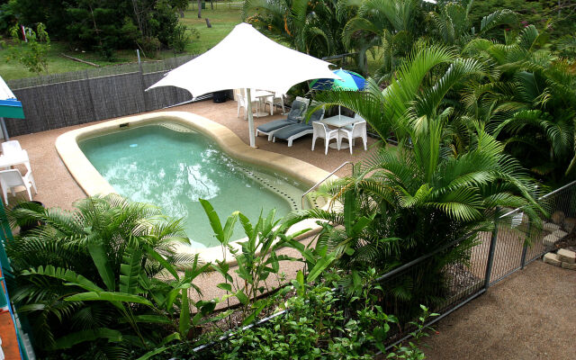 Tropical Palms