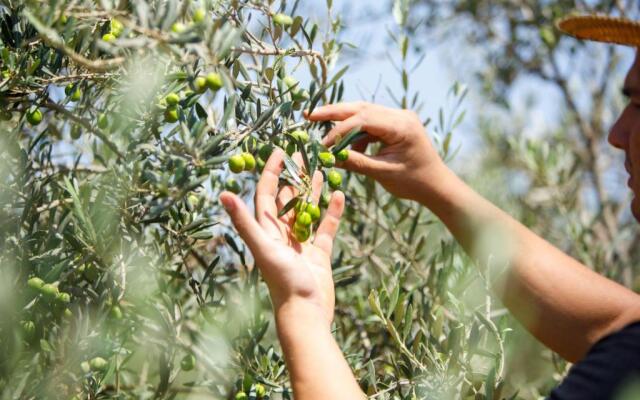 Olive House