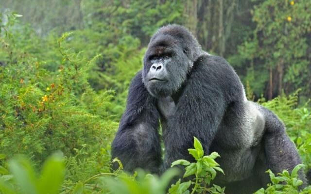 Gorilla Safari Lodge
