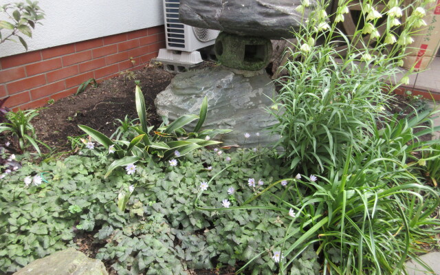 Kashibesso Sakuraso