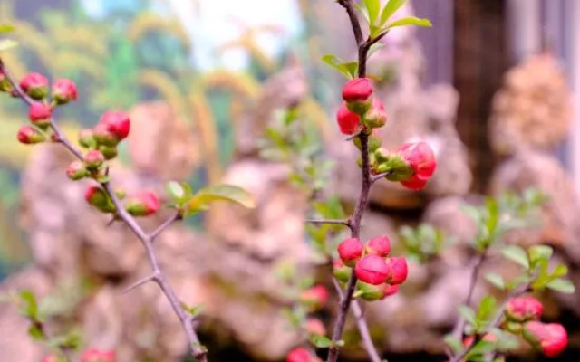 Shaoshan Guli LinShe Homestay