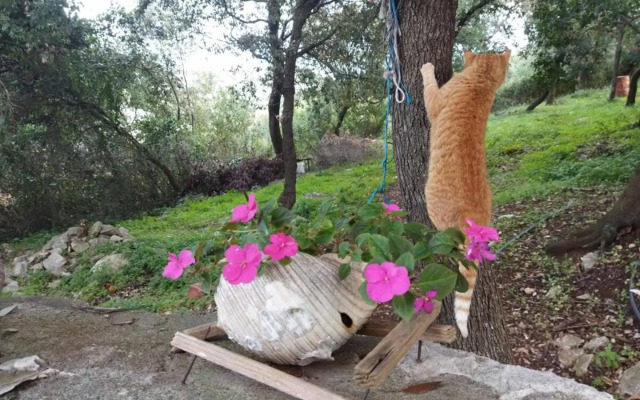 Stone House “Mediterraneo”