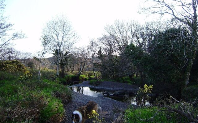 Cloverfox Connemara