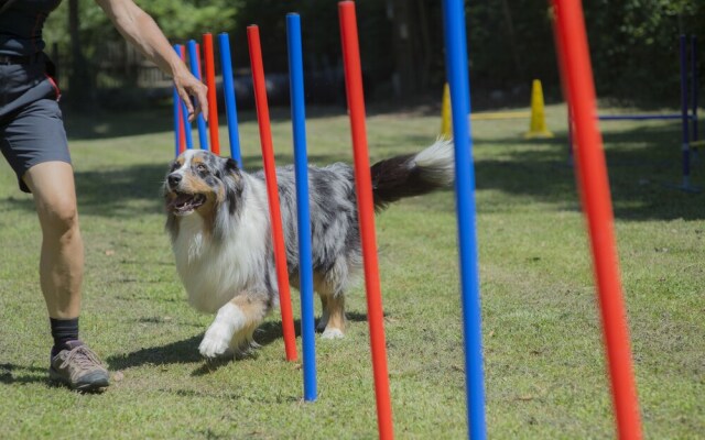 Hotel Mair am Ort (Dog Hotel)