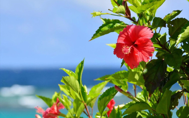 Allamanda Imgya Coral Village