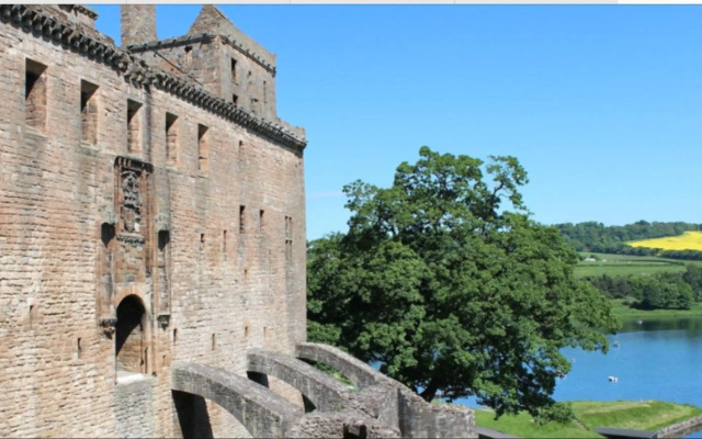 The Little Beech Tree