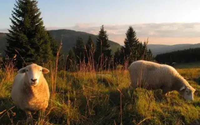 Resort Sv. František - Vila Tereza