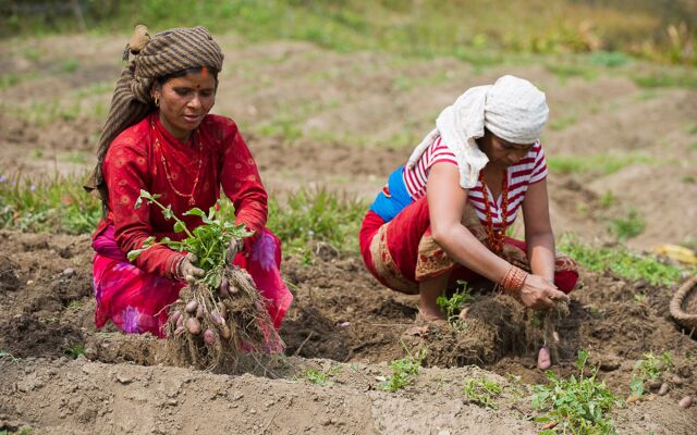 Hananoie-A Permaculture Resort