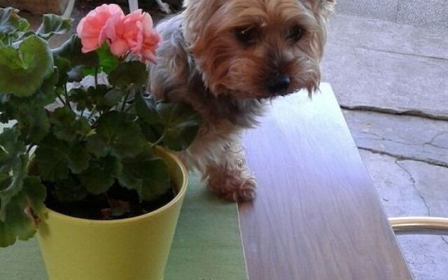 Auberge du Relais d'Auniac