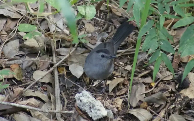 Mini Pini Birdwatching and Cenote Loft4 you Only