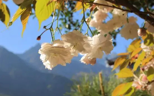 Lijiang Shanshui Tan Homestay