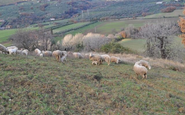 Agriturismo Il Gelso Nero