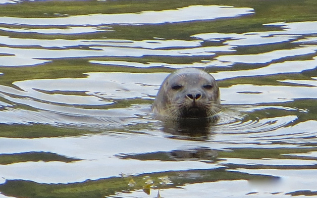 Lochwood House B&B and Self Catering