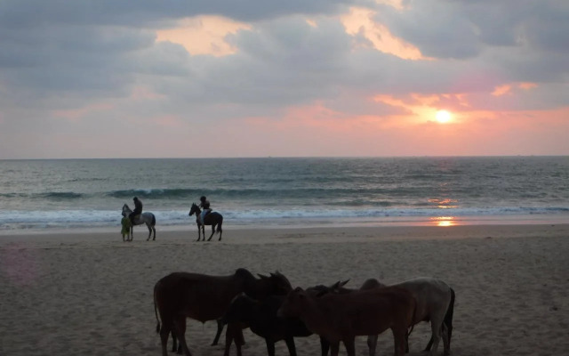 Credo Jungle Resort - Agonda