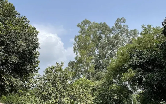 Tree of Life Dak Bunglow