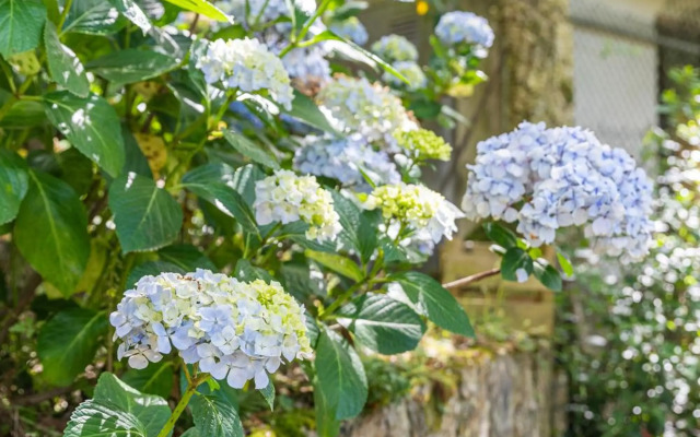 Quinta biológica, com vista, na Serra de Sintra
