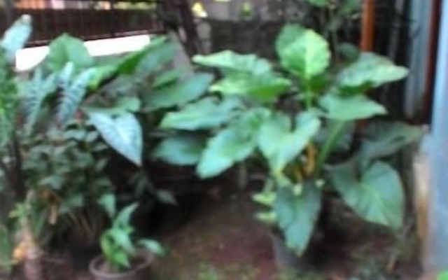 Rumah Kost