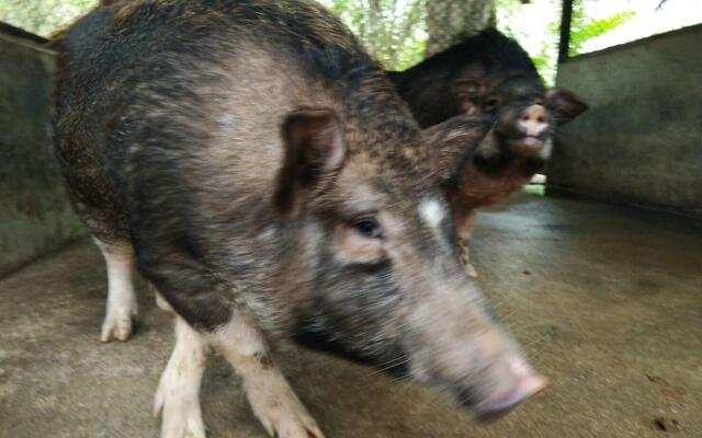 Phang nga farmstay
