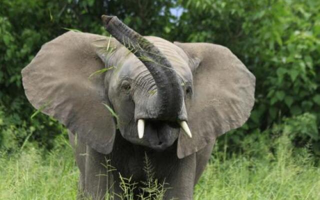 Tuli Game Reserve - Pride Rock Camp