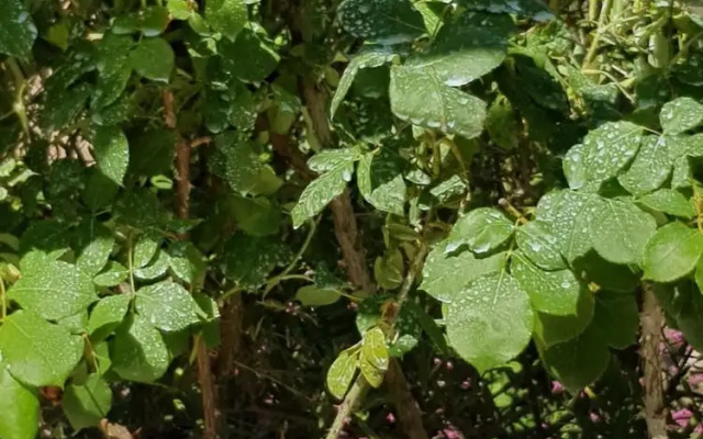 Chambres d'Hôtes Les Oliviers