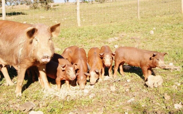 Agro-Turismo Monte Da Galega