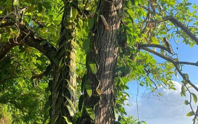 Villa Cajou (Chambre d'hôtes chez l'habitant)