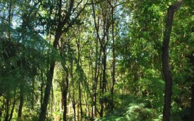 Chucao Bosque y Cabañas