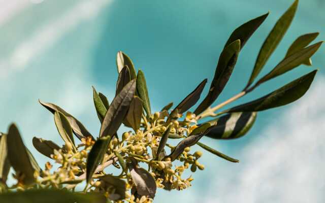 Elysian Elia Heritage