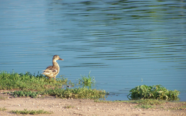 Best Western Nursanickel Hotel