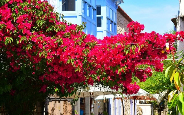 Rue d'Azur Alacatı