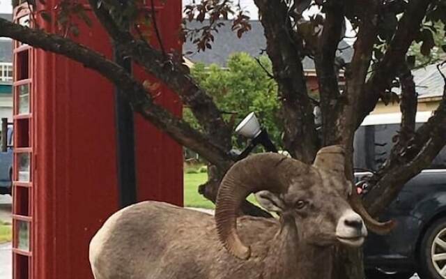 The Piccadilly Motel