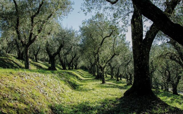 Tenuta Setteventi