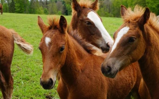 Unik Bed and Breakfast