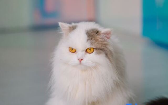 Meow+ Cat Cafe & Hotel