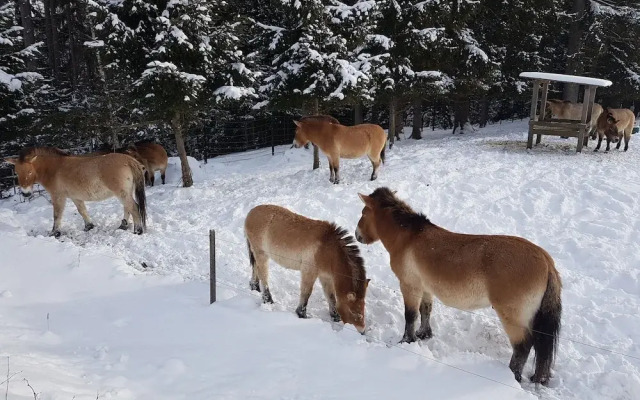 Wildnisresidenz am Nationalpark