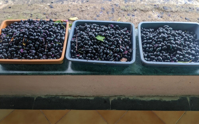Mango Tree Farm