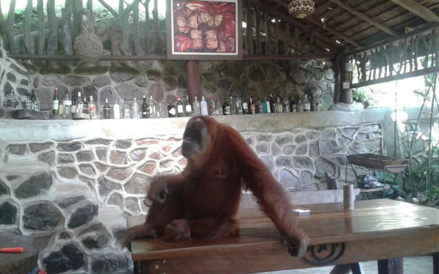 Kupu Kupu Garden Guest House & Cafe