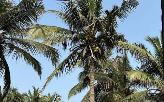 Oasis Beach Resort
