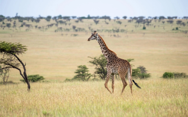 Olare Mara Kempinski Masai Mara