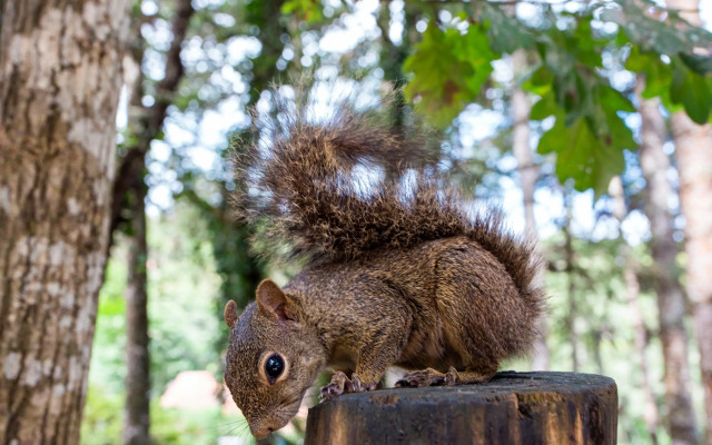 Pousada Vila Suíça