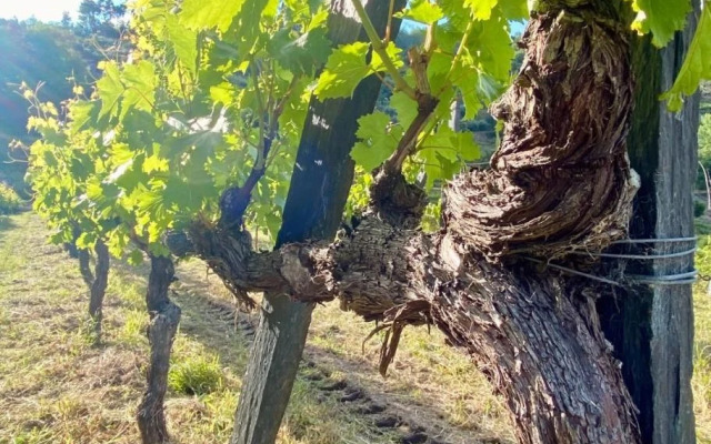 Private Douro- Quinta das Susandas