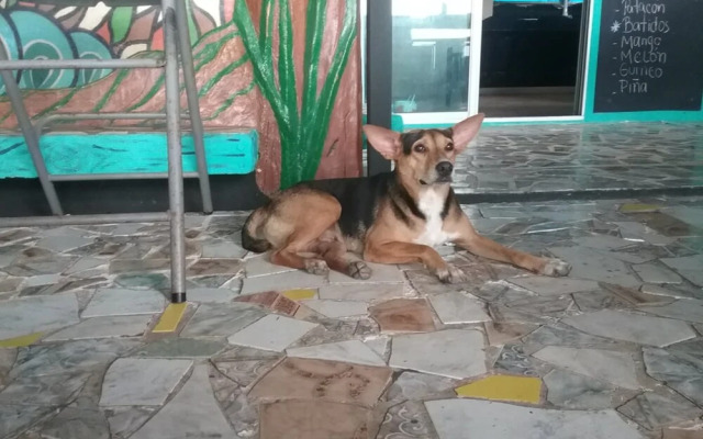 Hostal Portobelo - Hostel