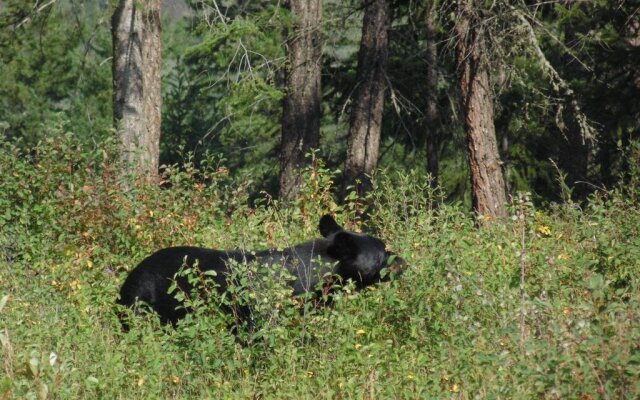 TimberWolf Lodge B&B